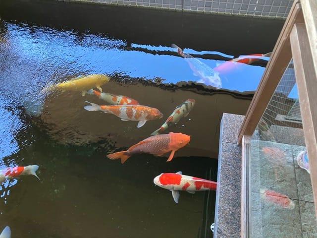 蓬平温泉和泉屋の玄関には錦鯉がたくさん!